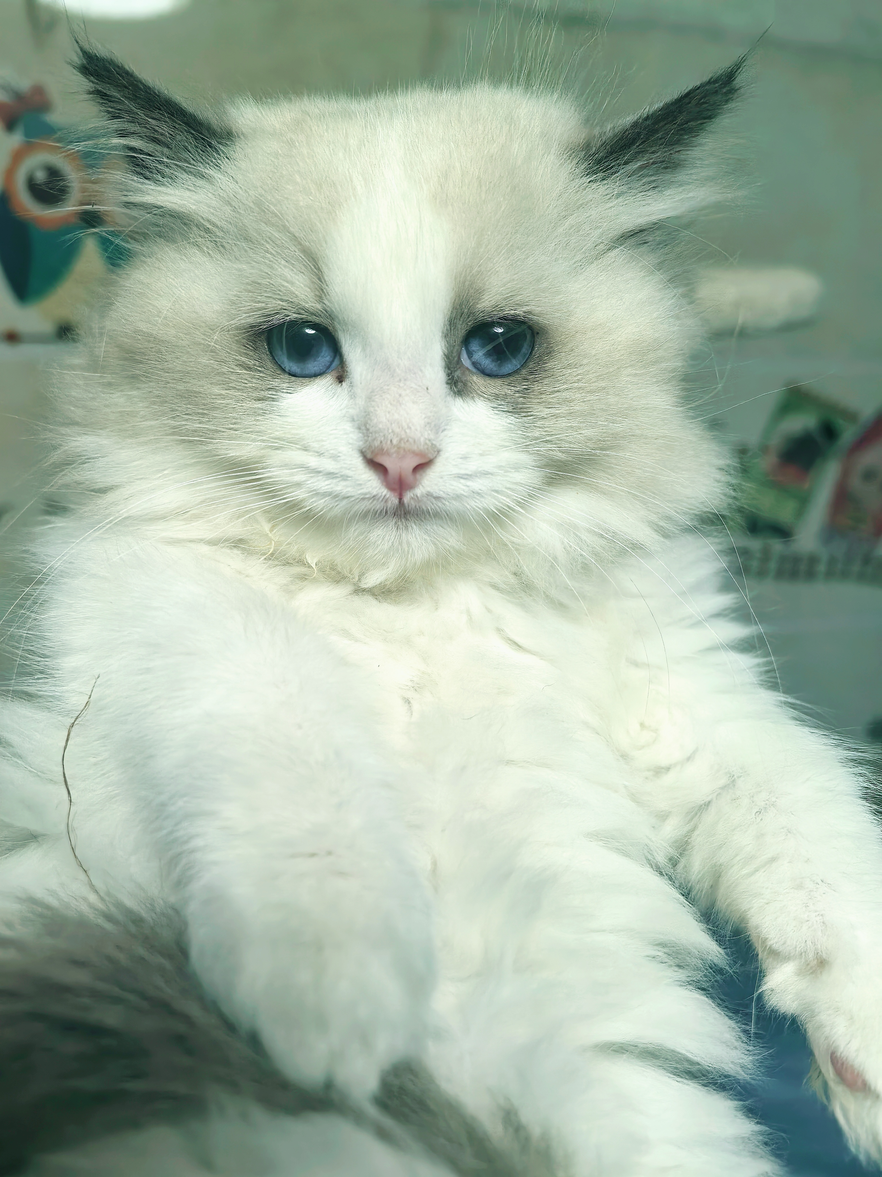 极品品相海双色妹妹